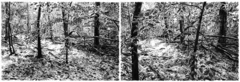 Kommt ohne menschliche Protagonisten aus: 'Silent Country' von C. Stechschulte